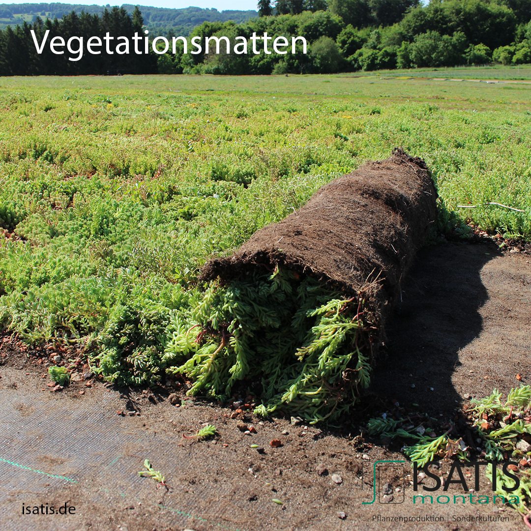 ISATIS Vegetationsmatten